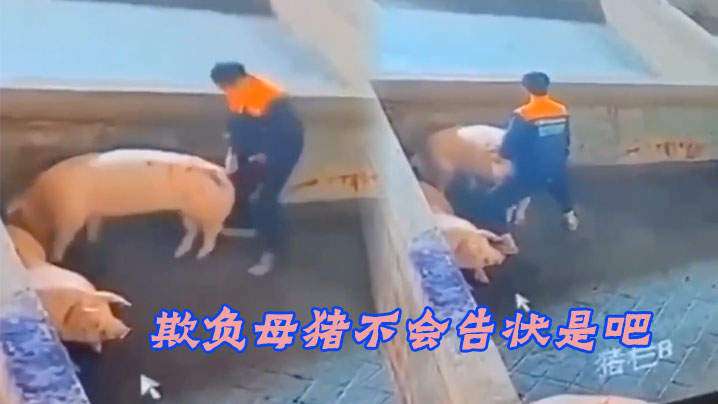 欺负母猪不会告状是吧.